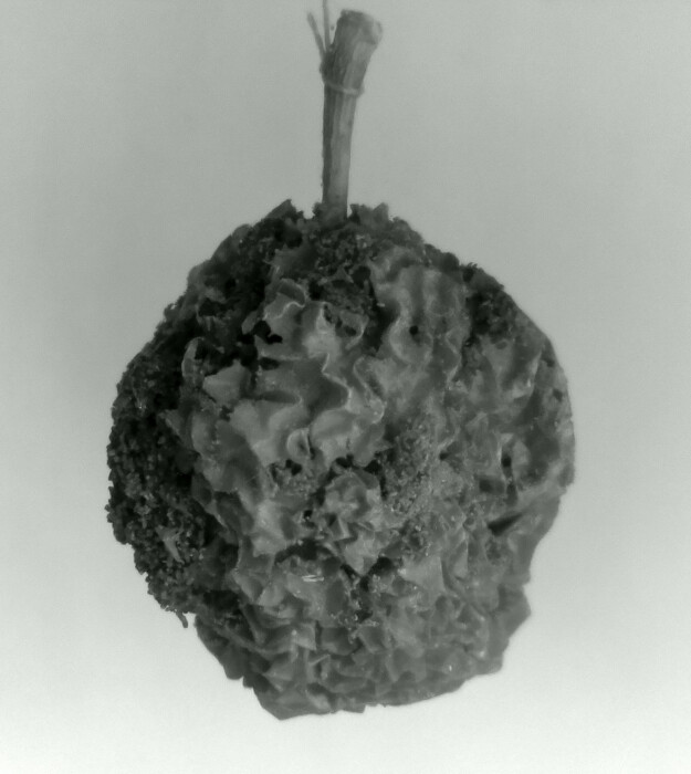 Scaled image 2021_rottingapple_chain.jpg 